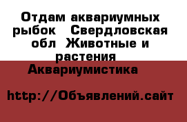 Отдам аквариумных рыбок - Свердловская обл. Животные и растения » Аквариумистика   